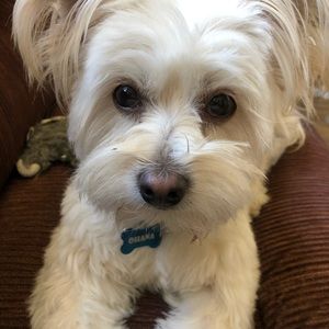 Meet your Posher, Alexa